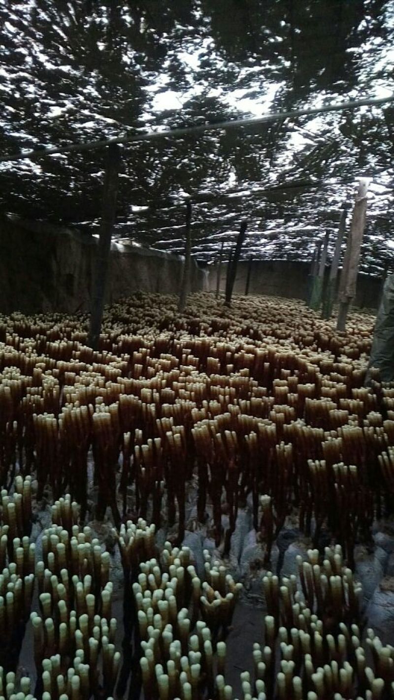 灵芝草45~50公分