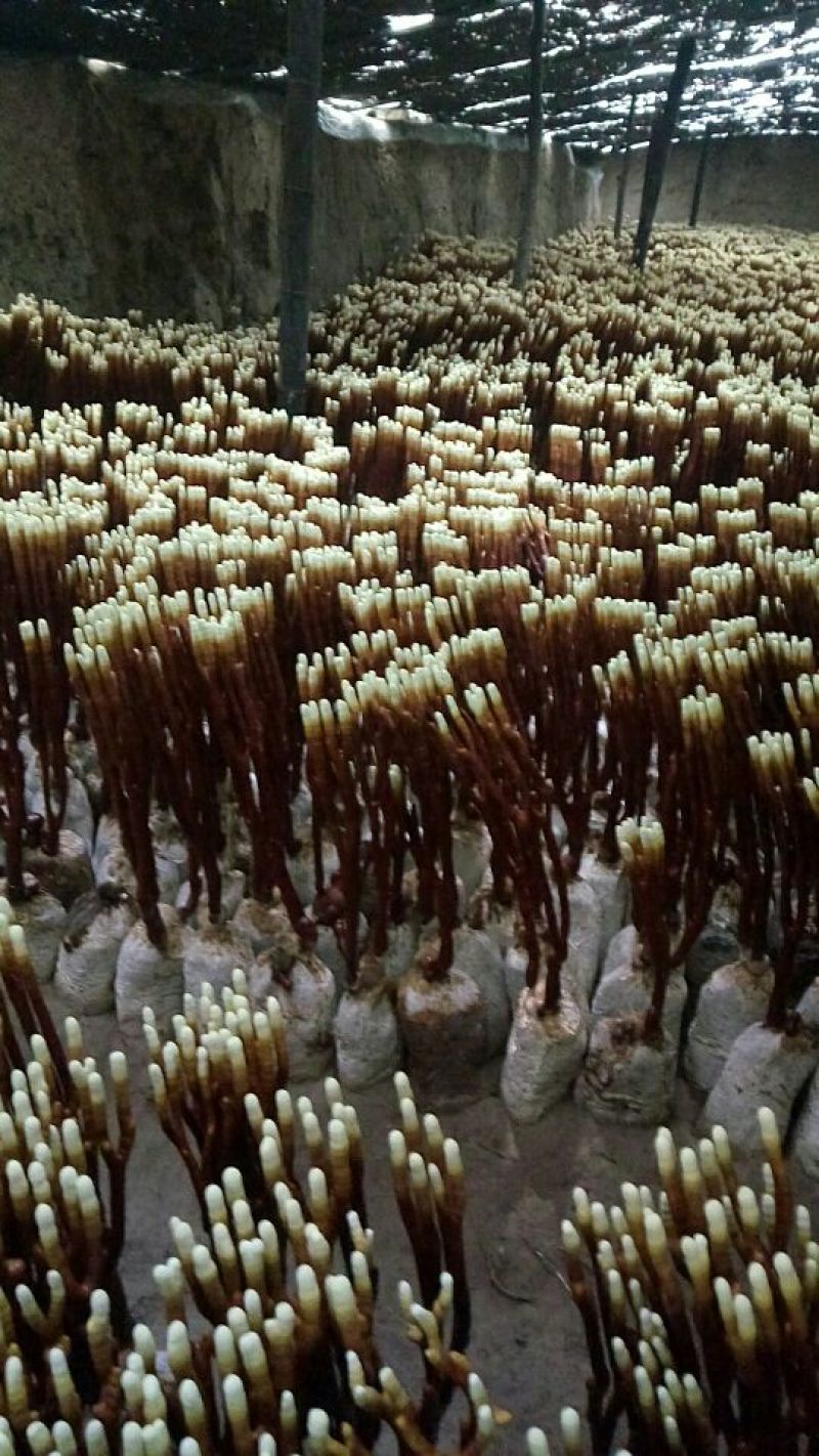灵芝草45~50公分