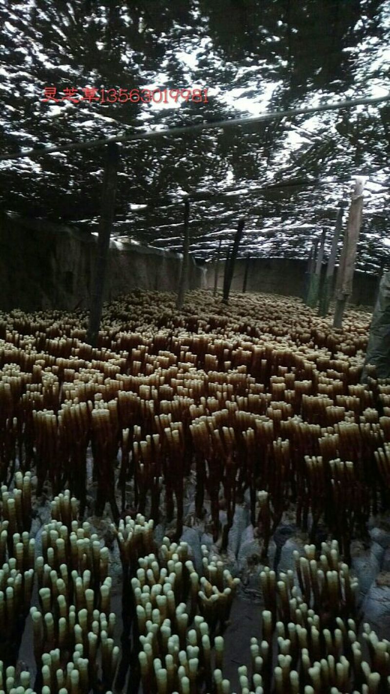 灵芝草45~50公分