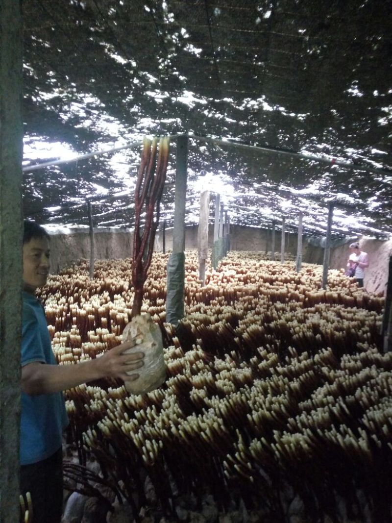 灵芝草45~50公分
