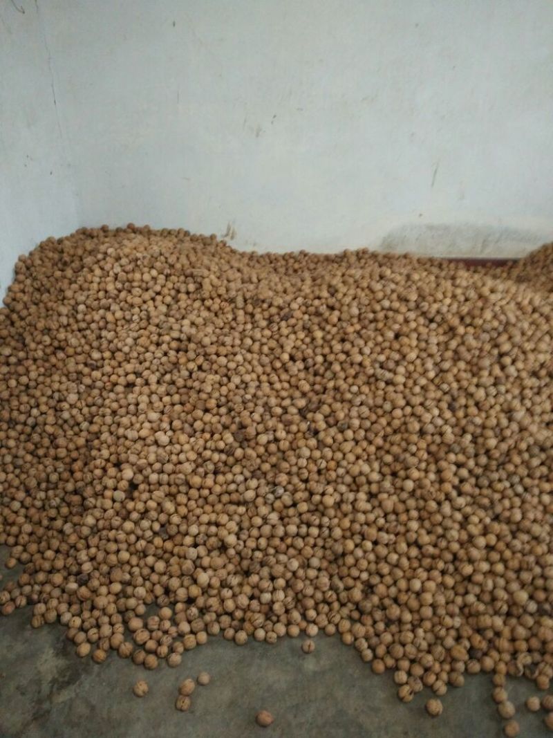 核桃30mm以上去皮干