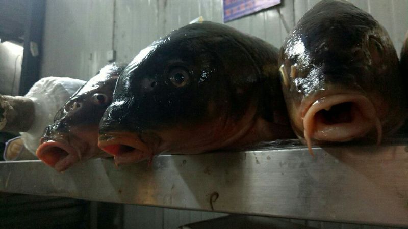 河鲤鱼食用2~3公斤