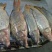 河鲤鱼食用2~3公斤