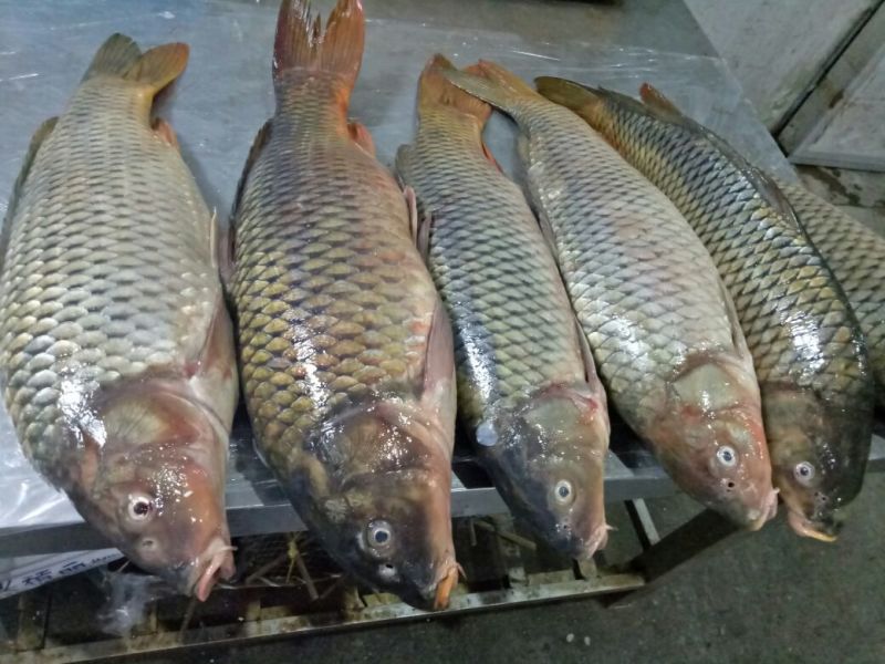 河鲤鱼食用2~3公斤