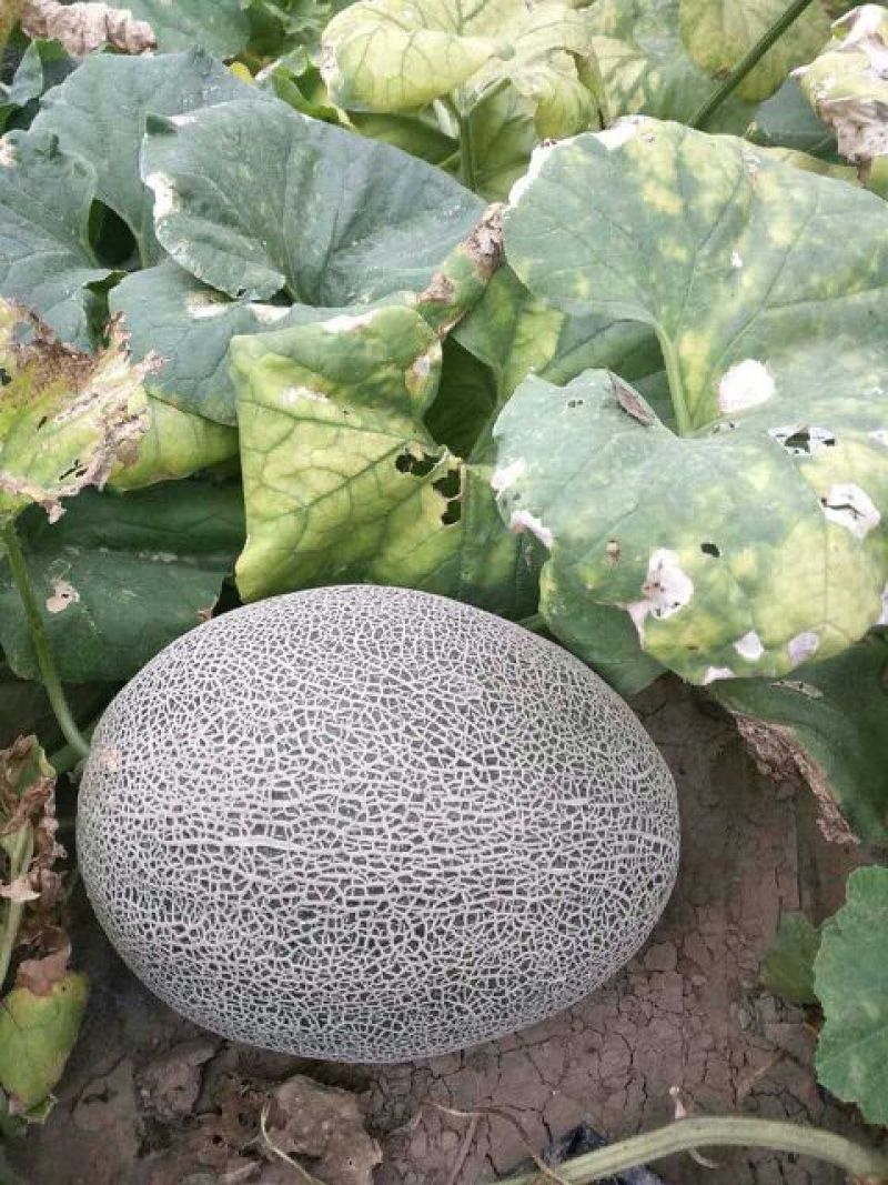 西州蜜瓜3斤以上长圆形