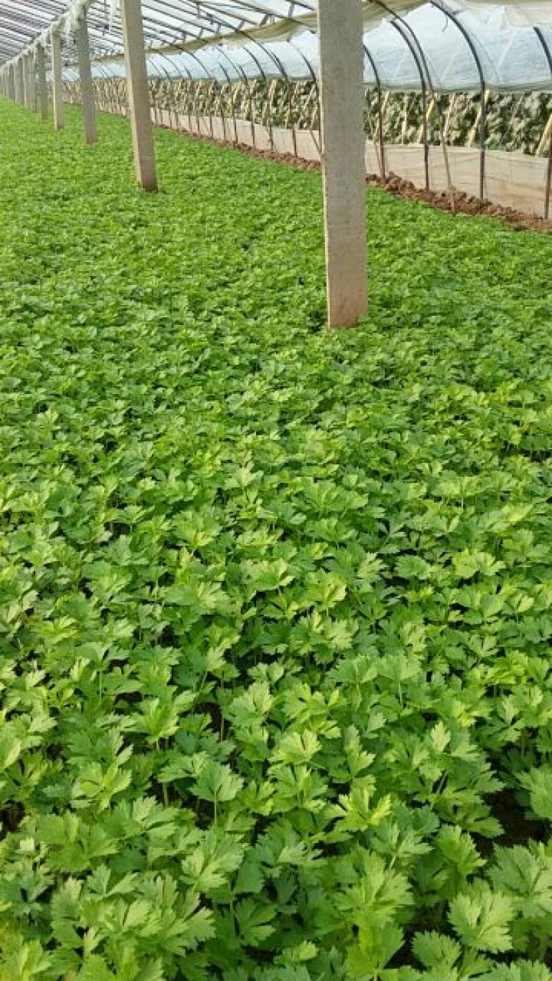 西芹苗15~20cm