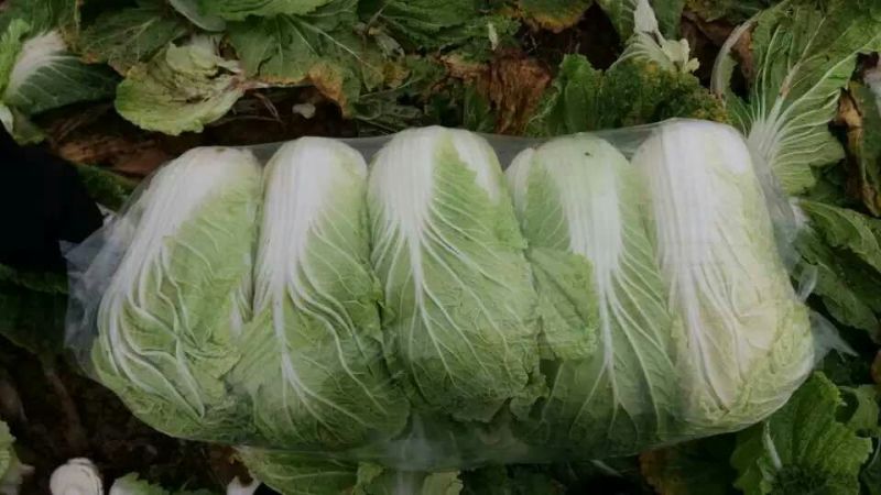 矮棵黄心大白菜，产地直供，质量保证，一手货源。