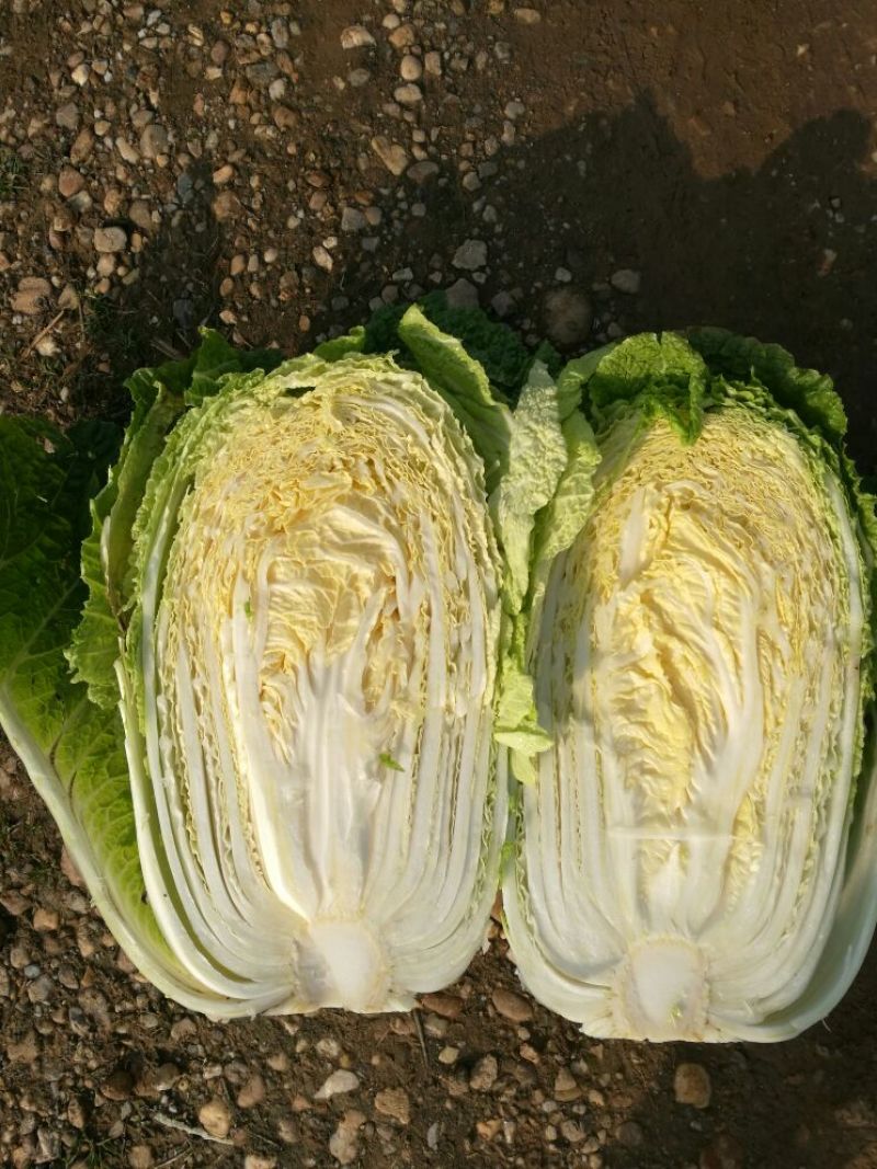 矮棵黄心大白菜，产地直供，质量保证，一手货源。
