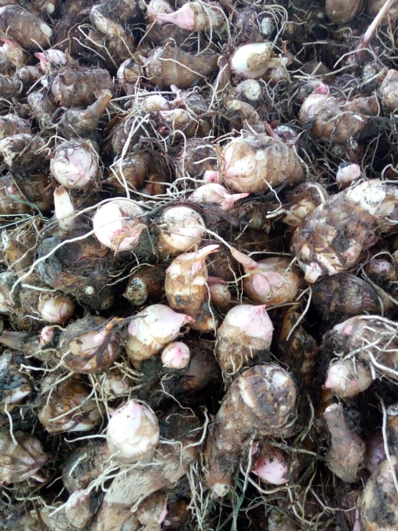 河南南阳市宛城区红香芋2厘米以上中秋节前大量上市
