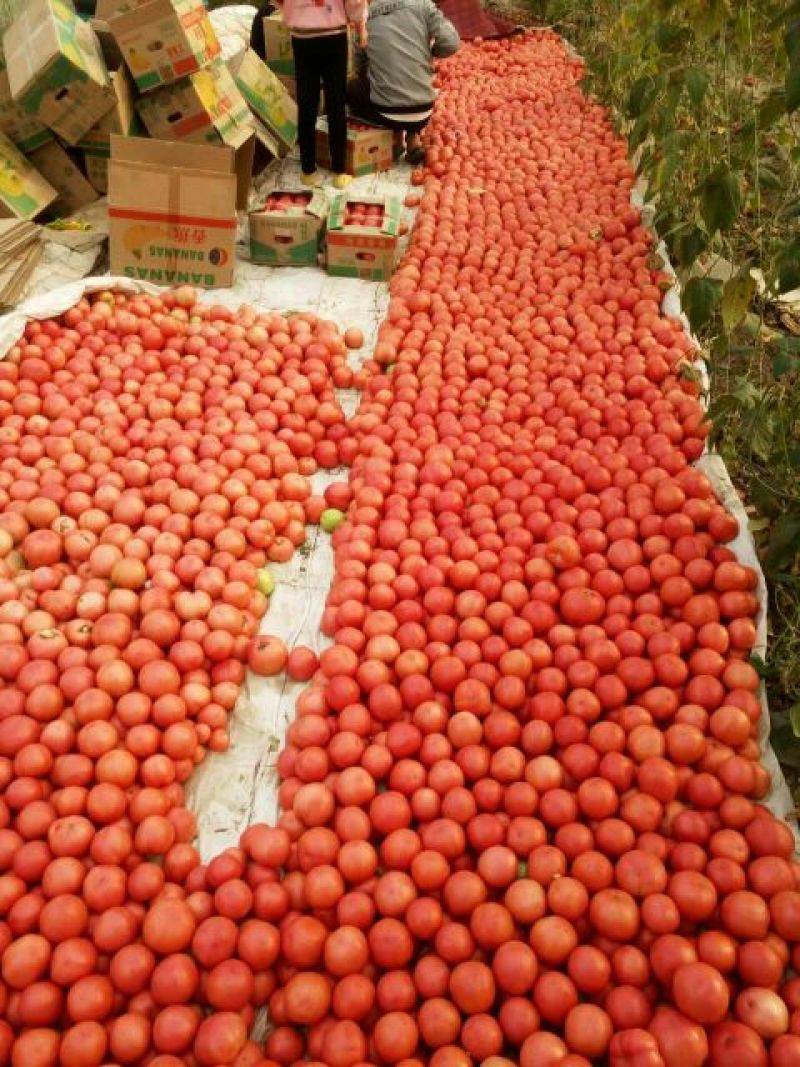 硬粉西红柿弧二以上硬粉精品支持视频看货产地直供