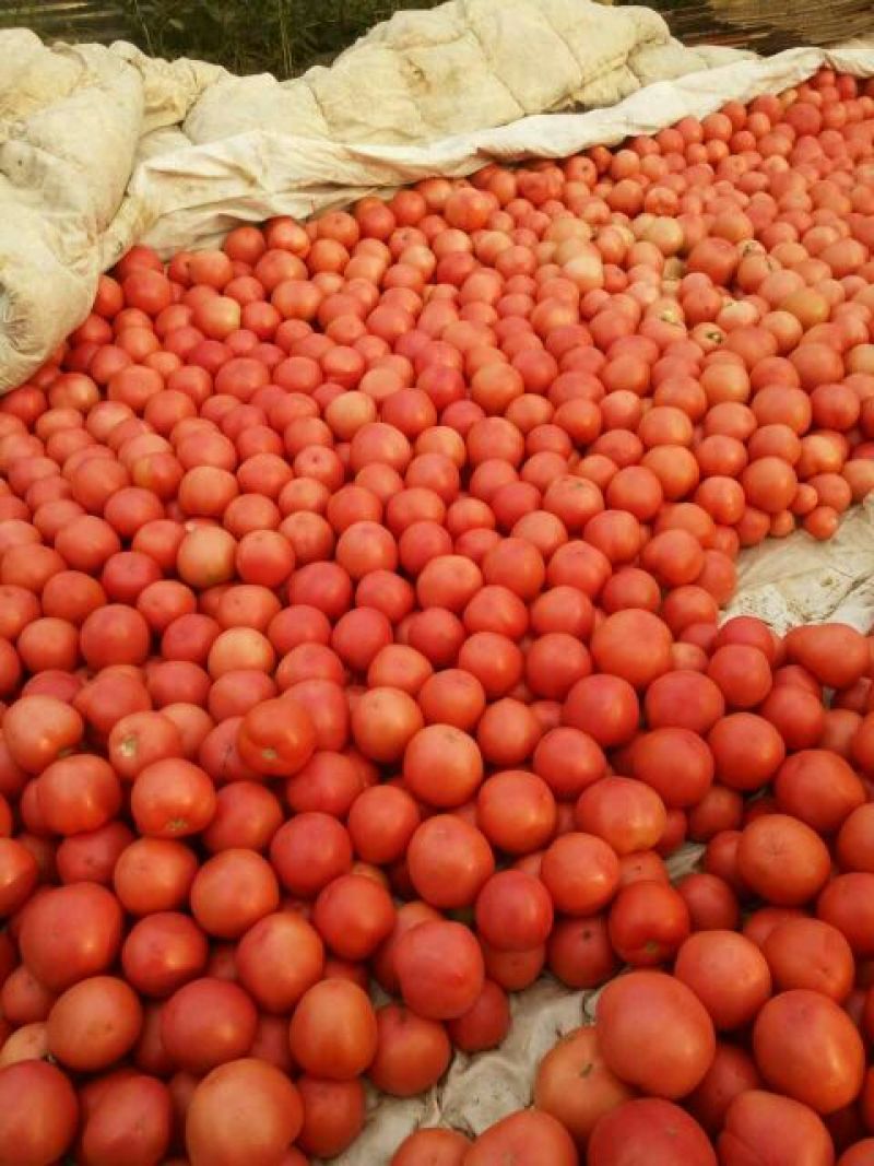 硬粉西红柿弧二以上硬粉精品支持视频看货产地直供