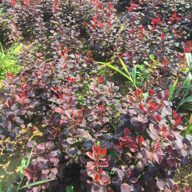 紫叶小檗10~20cm
