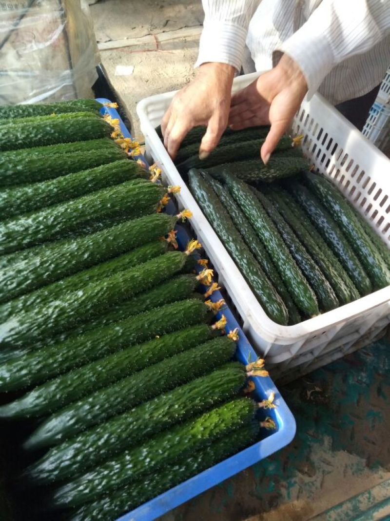 黄瓜短条中条细条绿油亮黑油亮干花带刺鲜花带刺