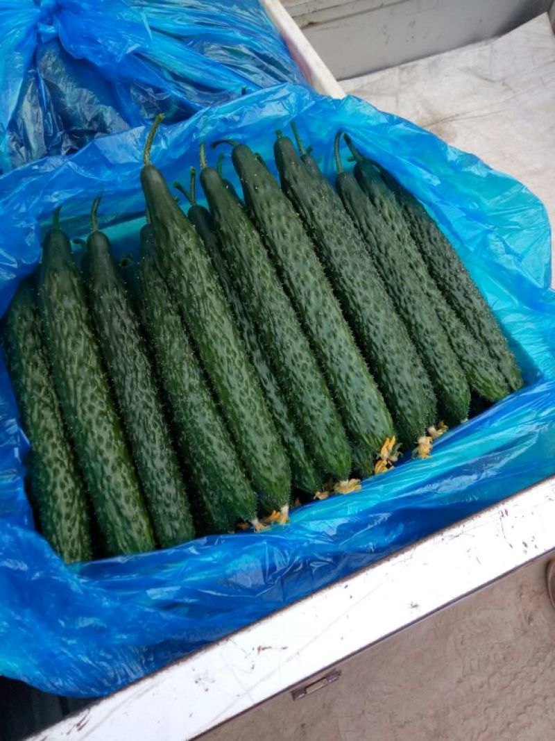 黄瓜短条中条细条绿油亮黑油亮干花带刺鲜花带刺