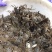 固城湖大闸蟹食用2.6~2.8两母蟹