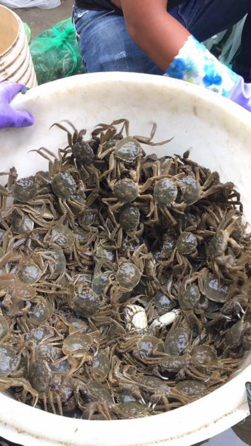 固城湖大闸蟹食用2.6~2.8两母蟹
