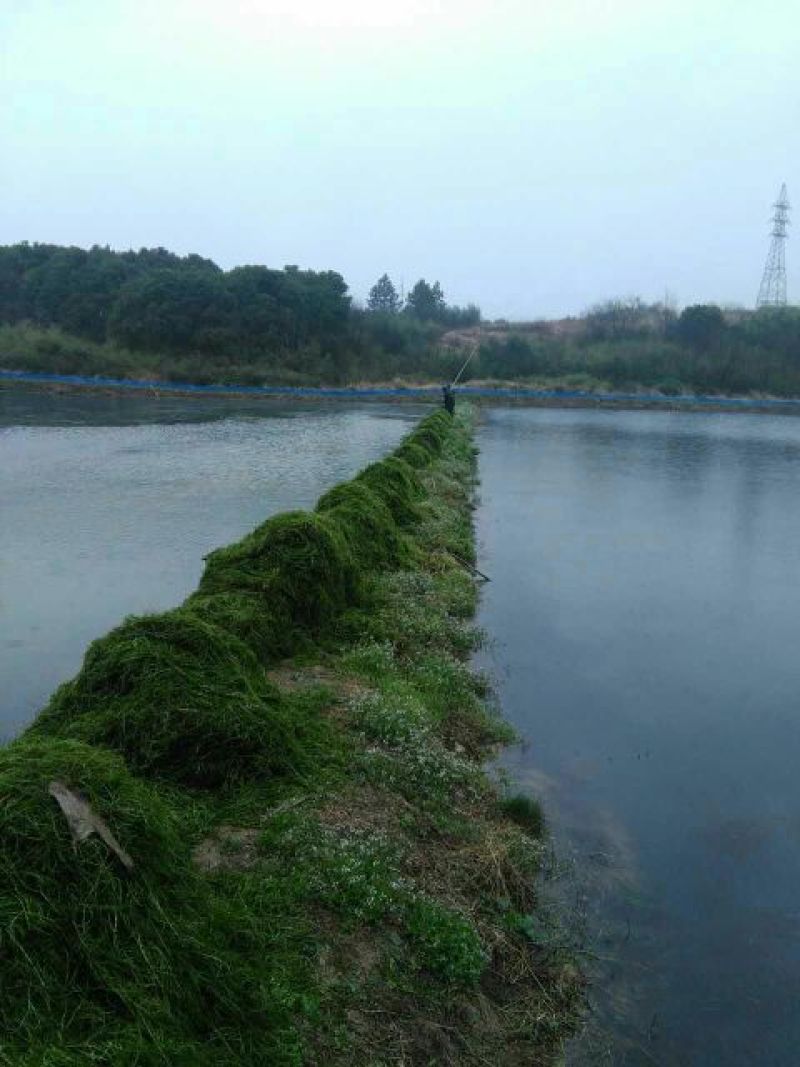 伊乐藻苦草轮叶黑藻水花生