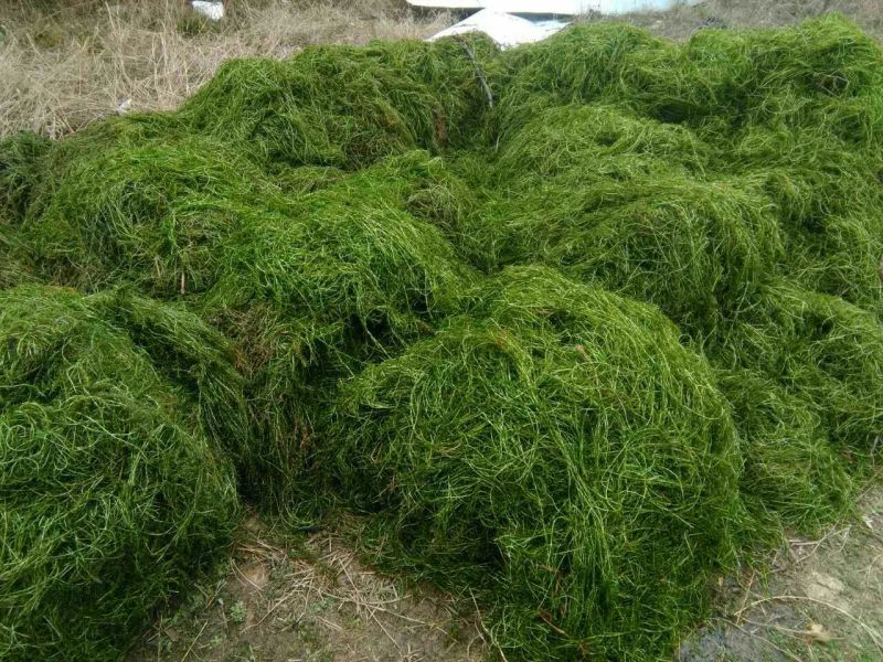 伊乐藻苦草轮叶黑藻水花生