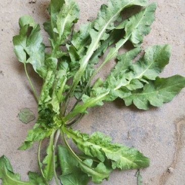荠菜10cm以上