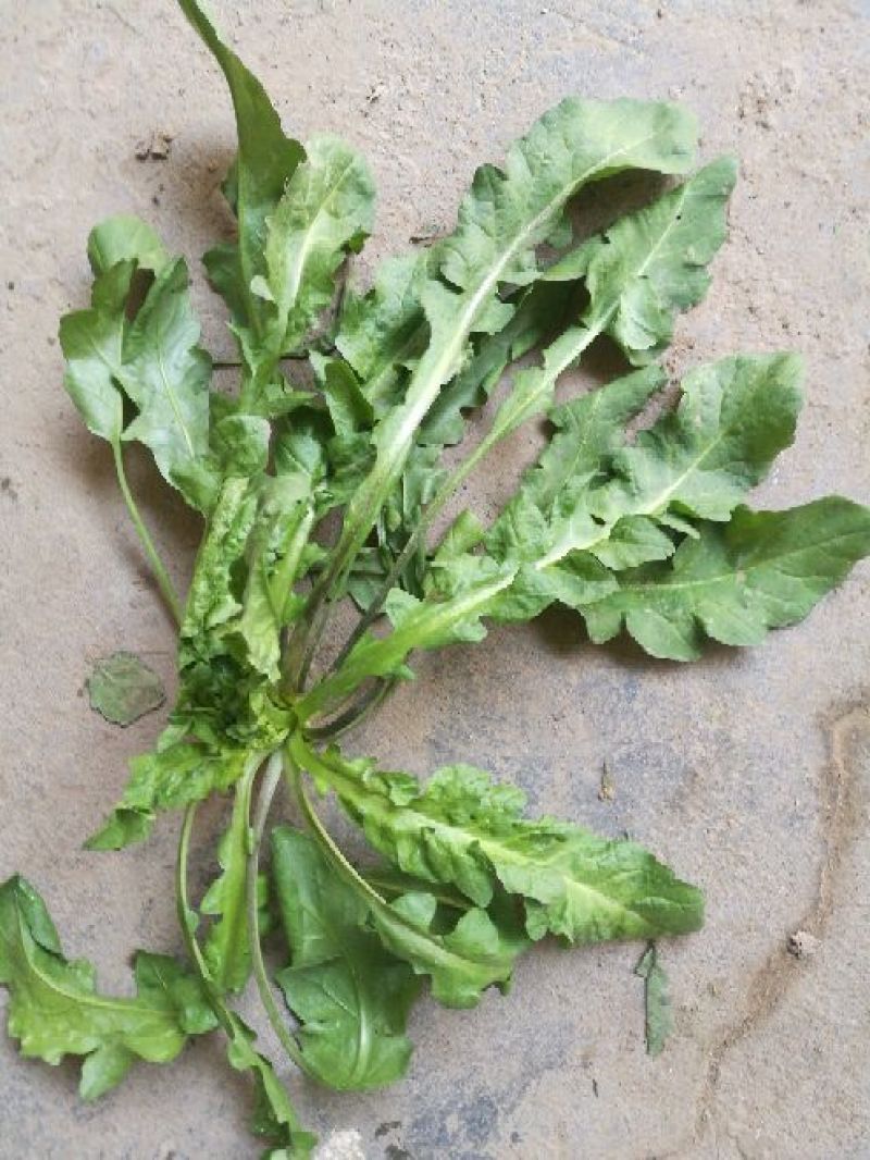 荠菜10cm以上