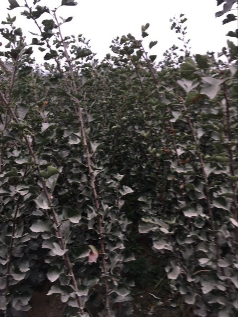 大果山楂苗！保证质量！诚信经营！欢迎各位老板光临！