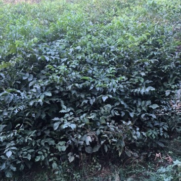 薄皮核桃接穗100~150cm二年苗