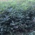 薄皮核桃接穗100~150cm二年苗