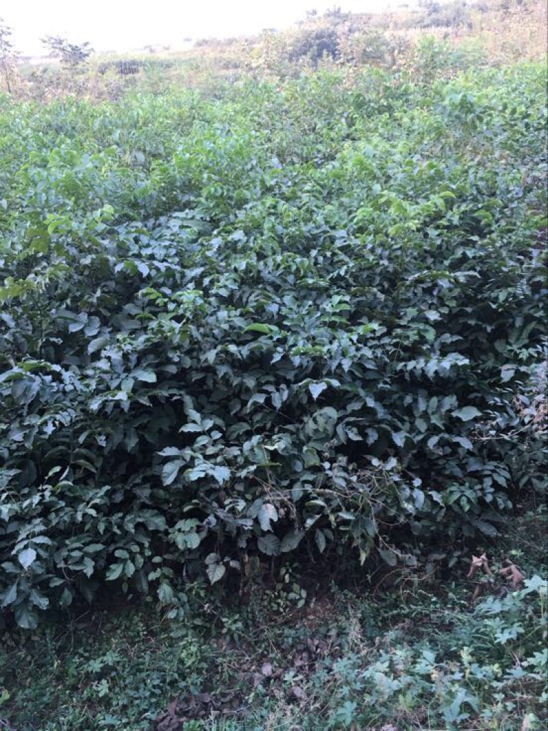 薄皮核桃接穗100~150cm二年苗