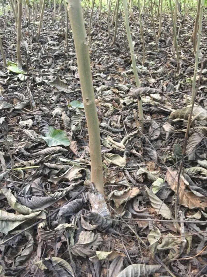 薄皮核桃接穗100~150cm二年苗