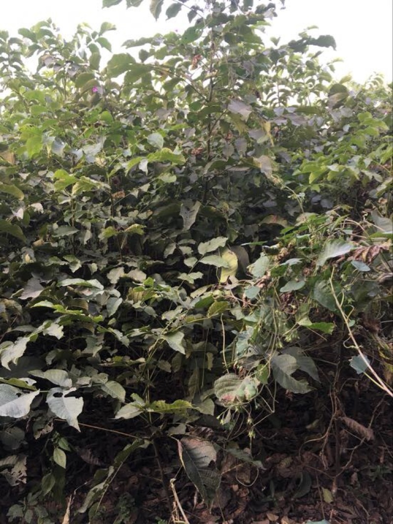 薄皮核桃接穗100~150cm二年苗