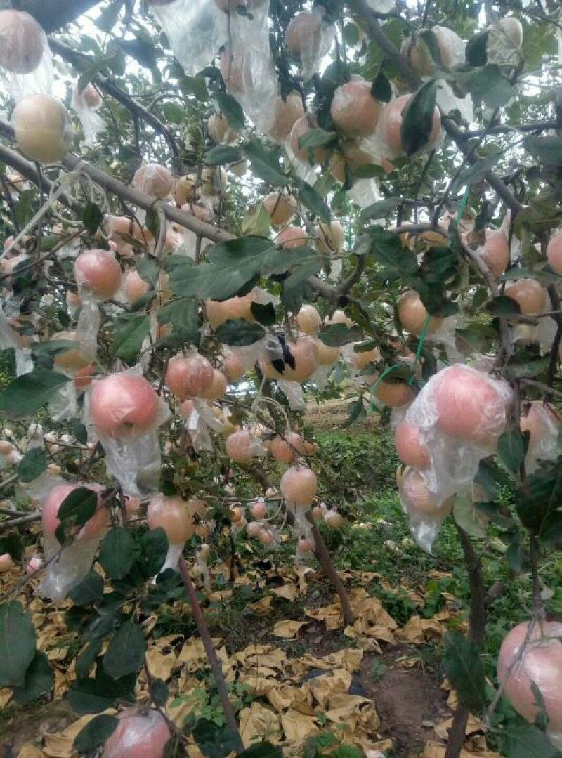 万荣红富士苹果，大量上市。，质量保证，可供超市，市场，