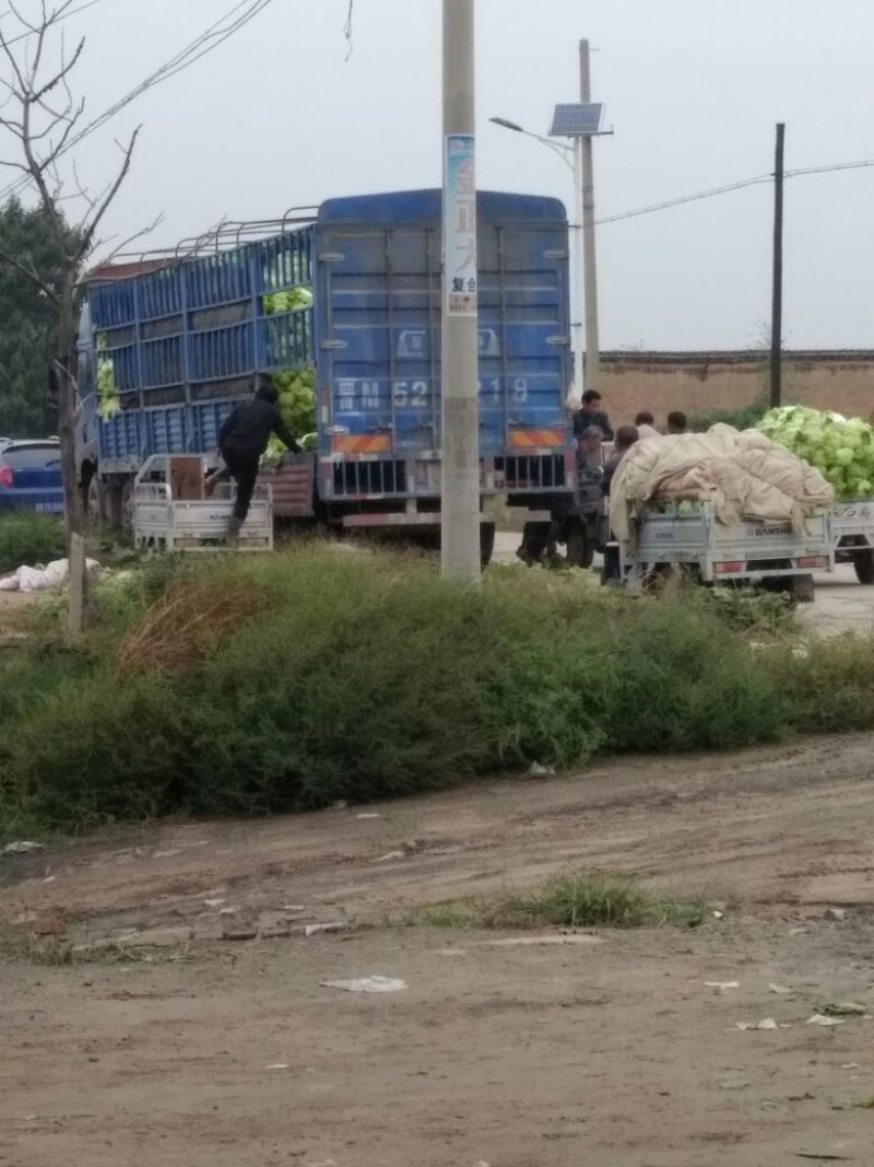 山西白菜基地，欢迎各大老板合作，要的老板联系，诚信做事