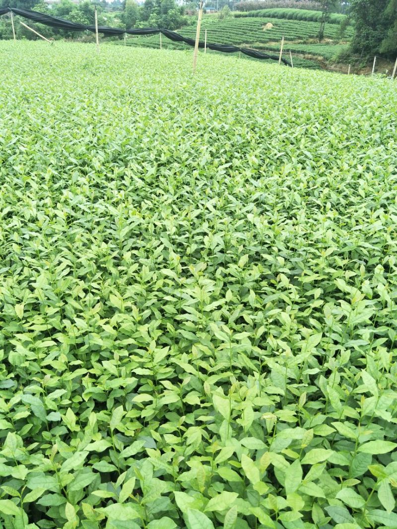 茶树苗