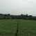 茶树苗