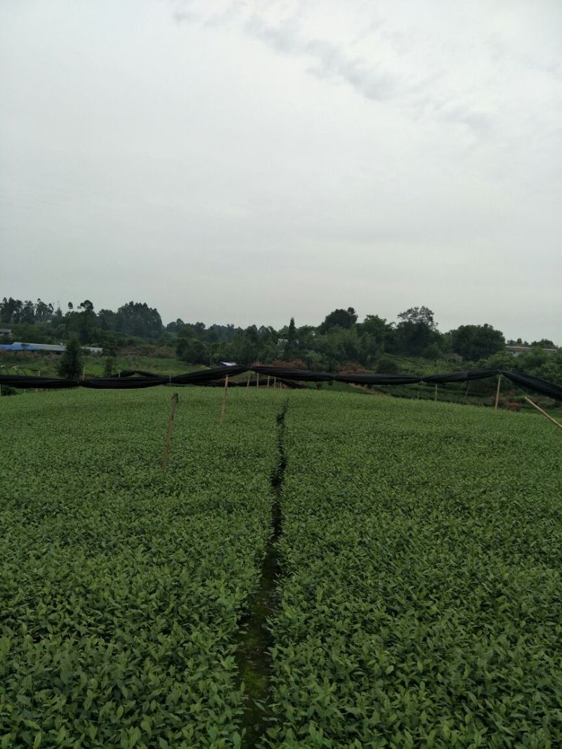 茶树苗