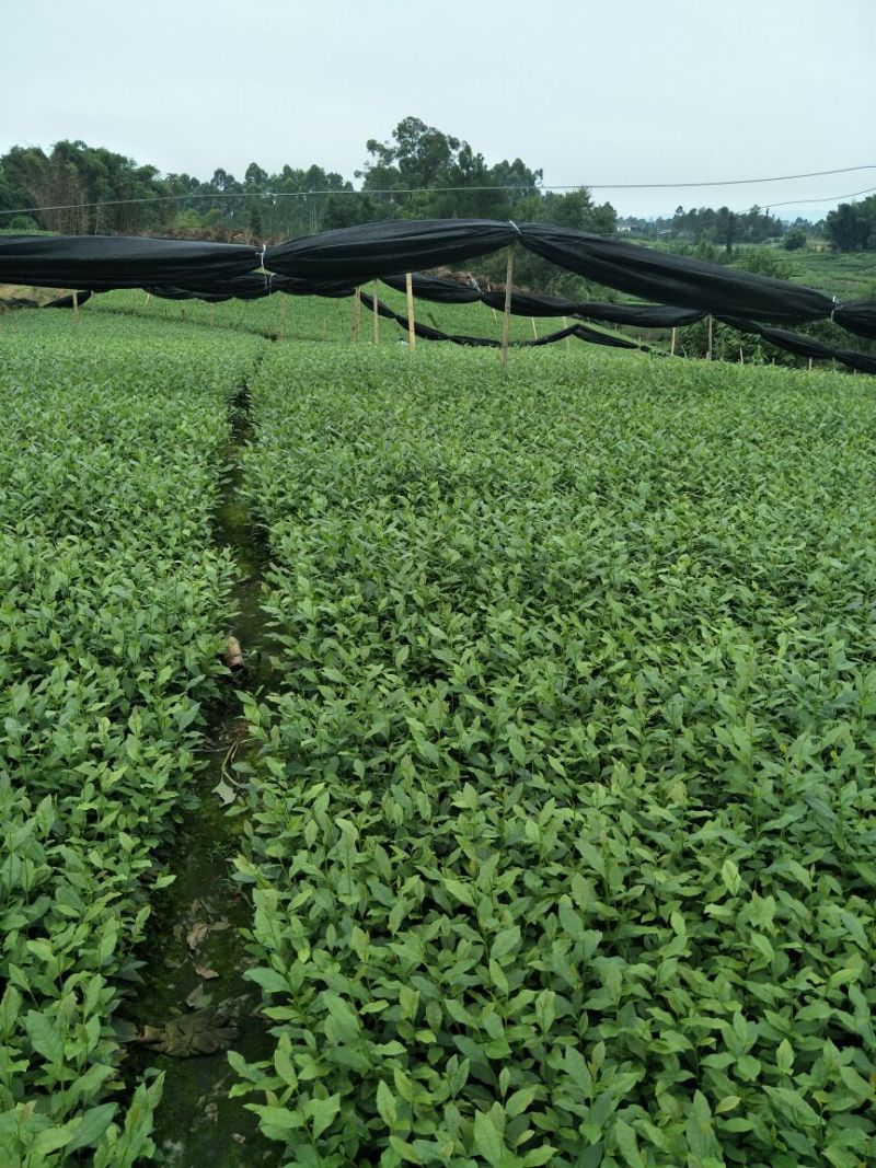 茶树苗