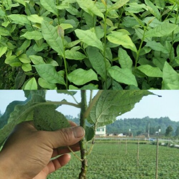 茶树苗