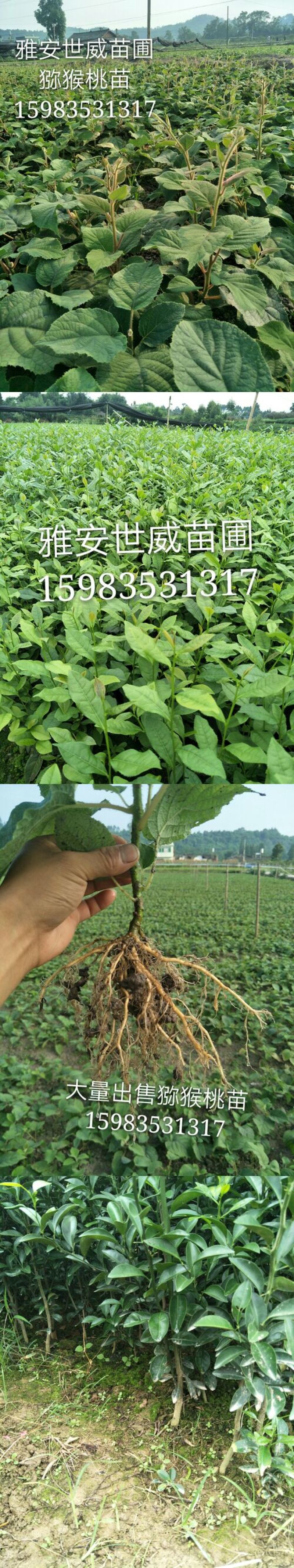 茶树苗