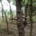 皂角树12~14cm10~12cm2.5~3米