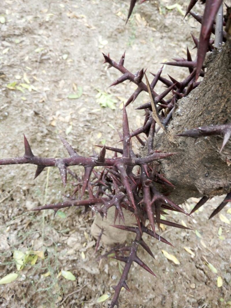 皂角树12~14cm10~12cm2.5~3米