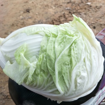夏阳白菜青萝卜，花菜，胡萝卜