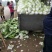 夏阳白菜青萝卜，花菜，胡萝卜