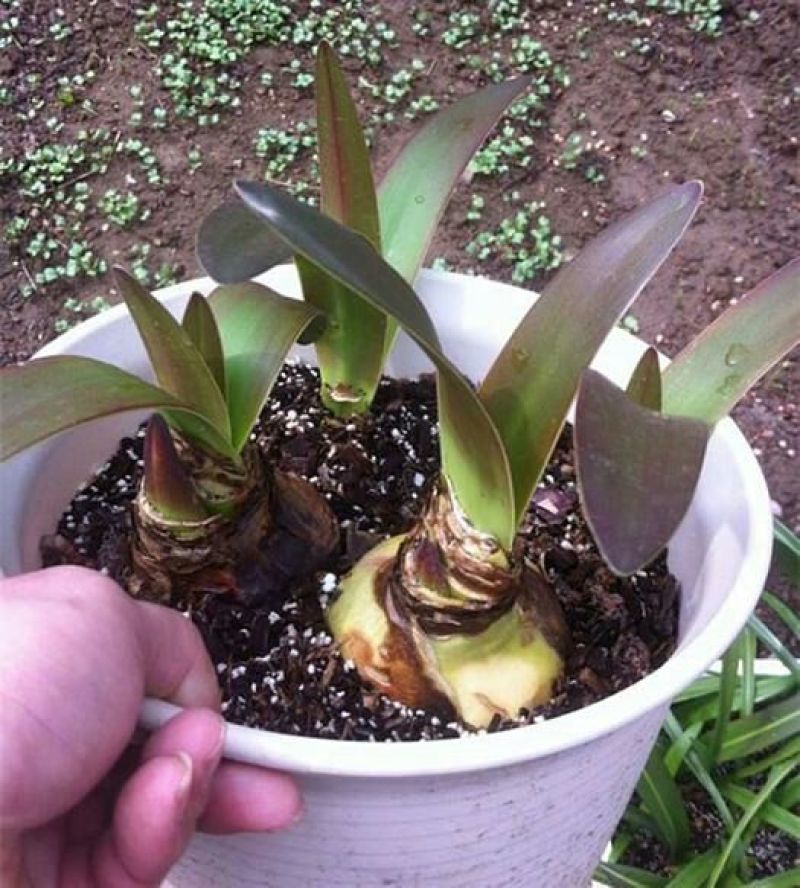 朱顶红种球4~6公分荷兰进口重瓣朱顶红种球阳台盆栽花卉
