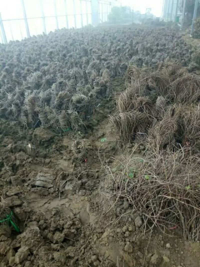 爬山虎五叶地景三叶地景爬墙爬藤类地被类绿化苗木