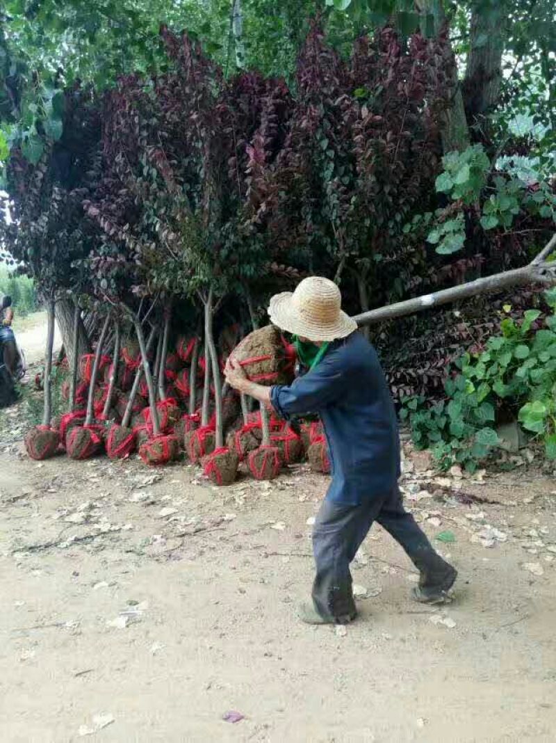 红叶李紫叶李大量低价供应江苏小乔木绿化苗木