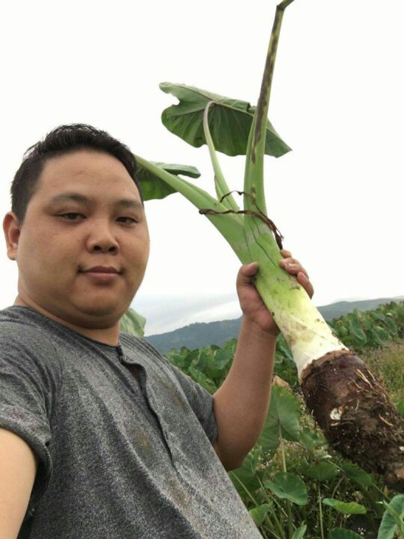 槟榔芋6厘米以上