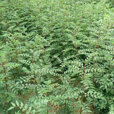 花椒苗1~2年