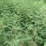 花椒苗1~2年