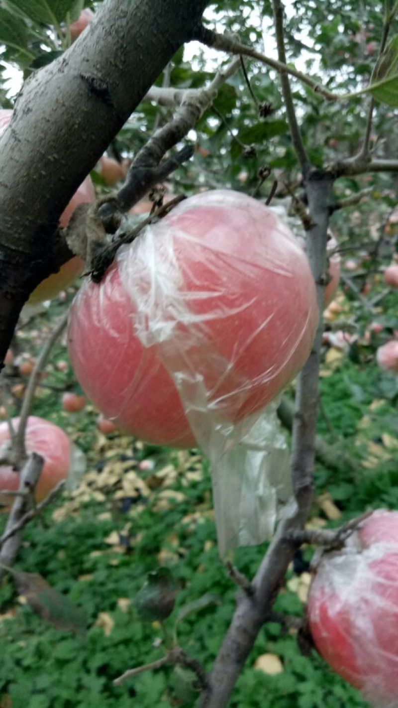 红富士苹果75mm以下纸+膜袋