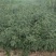 现出售花椒苗大红袍花椒苗无刺花椒苗品种纯正